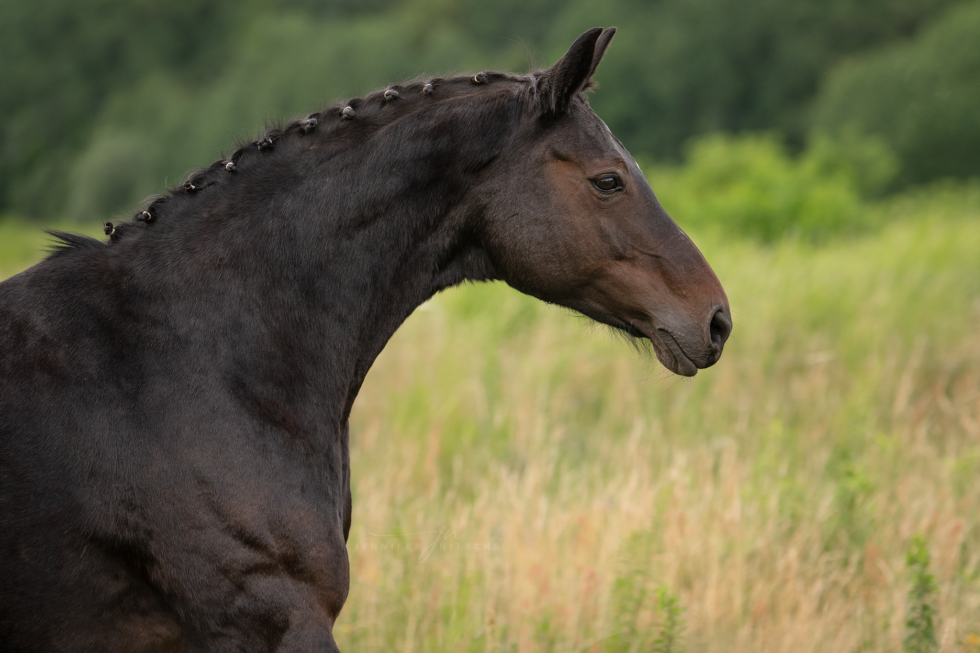 Pferdefotoshooting, Brandenburg