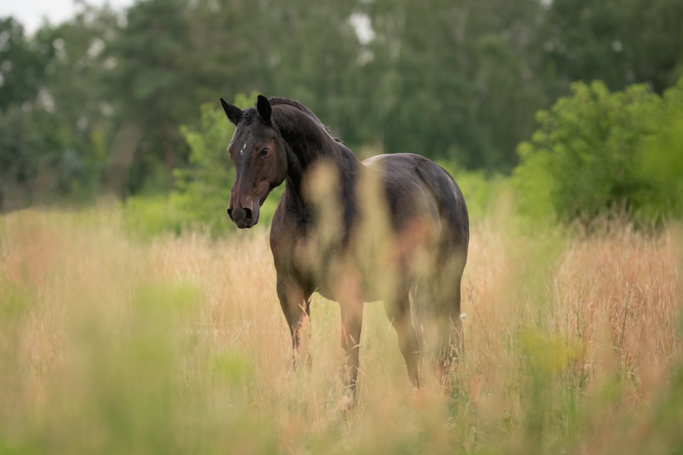 Pferdefotoshooting, Brandenburg