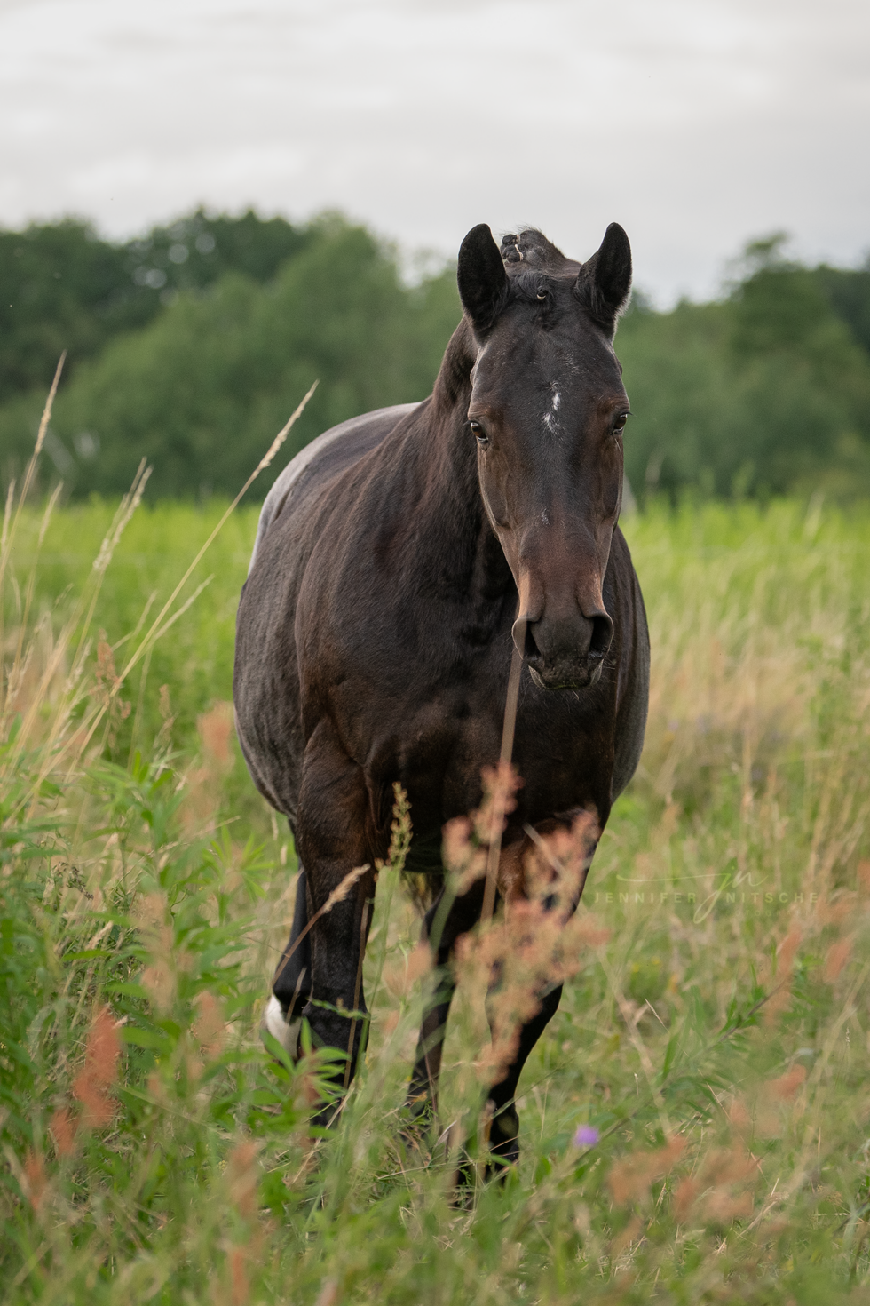 Pferdefotoshooting, Brandenburg