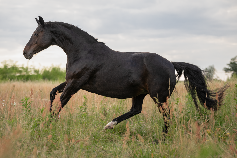Pferdefotoshooting, Brandenburg