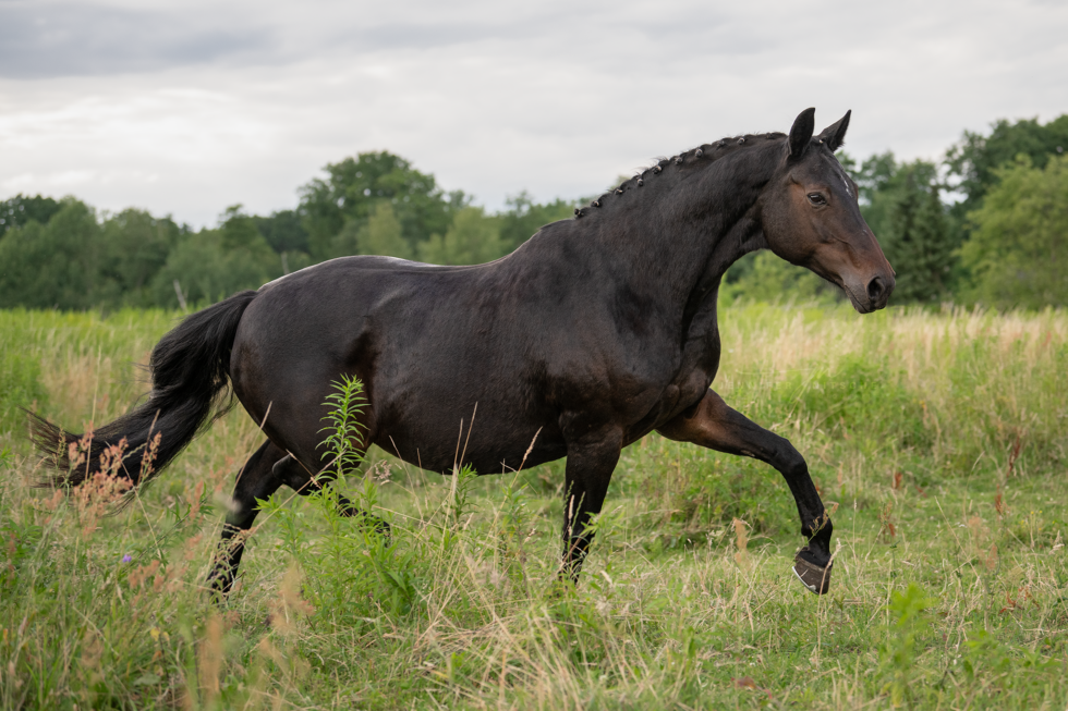 Pferdefotoshooting, Brandenburg