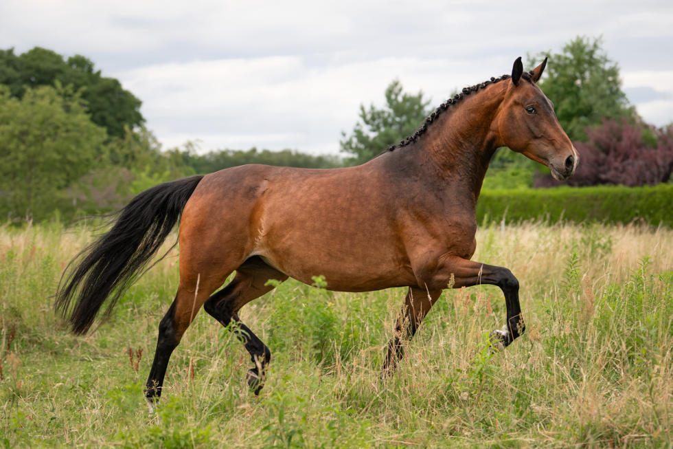 Pferdefotoshooting, Brandenburg