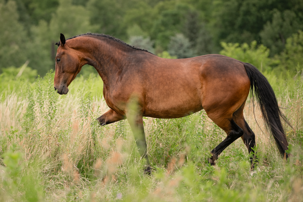 Pferdefotoshooting, Brandenburg