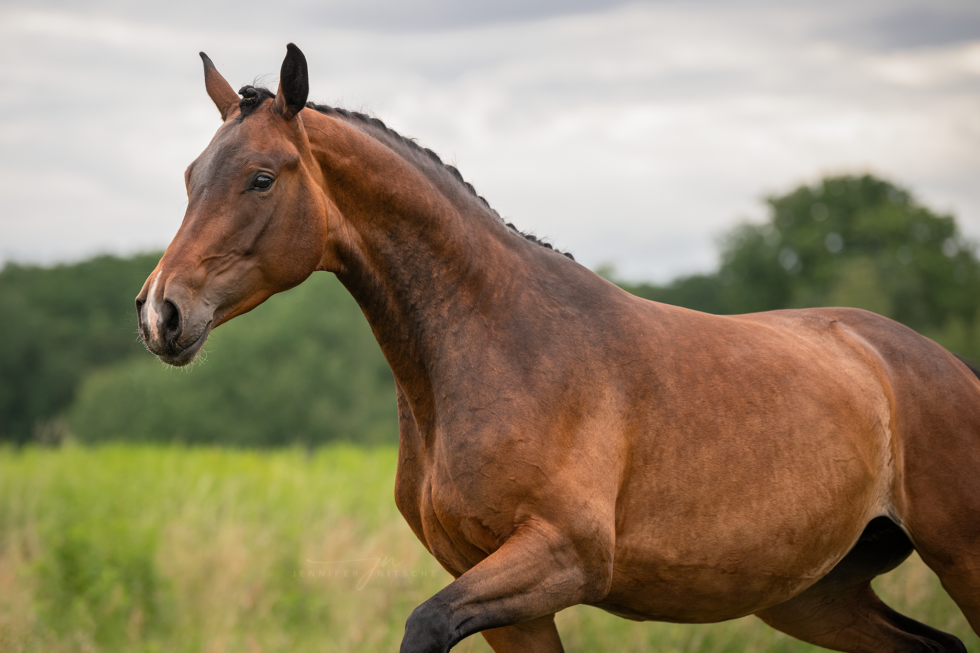 Pferdefotoshooting, Brandenburg