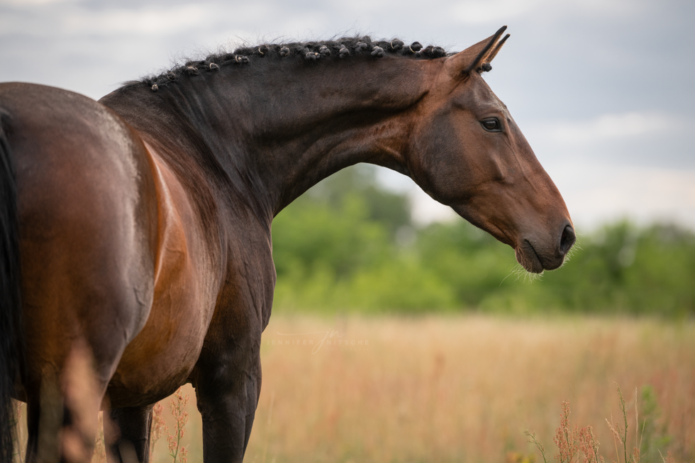 Pferdefotoshooting, Brandenburg