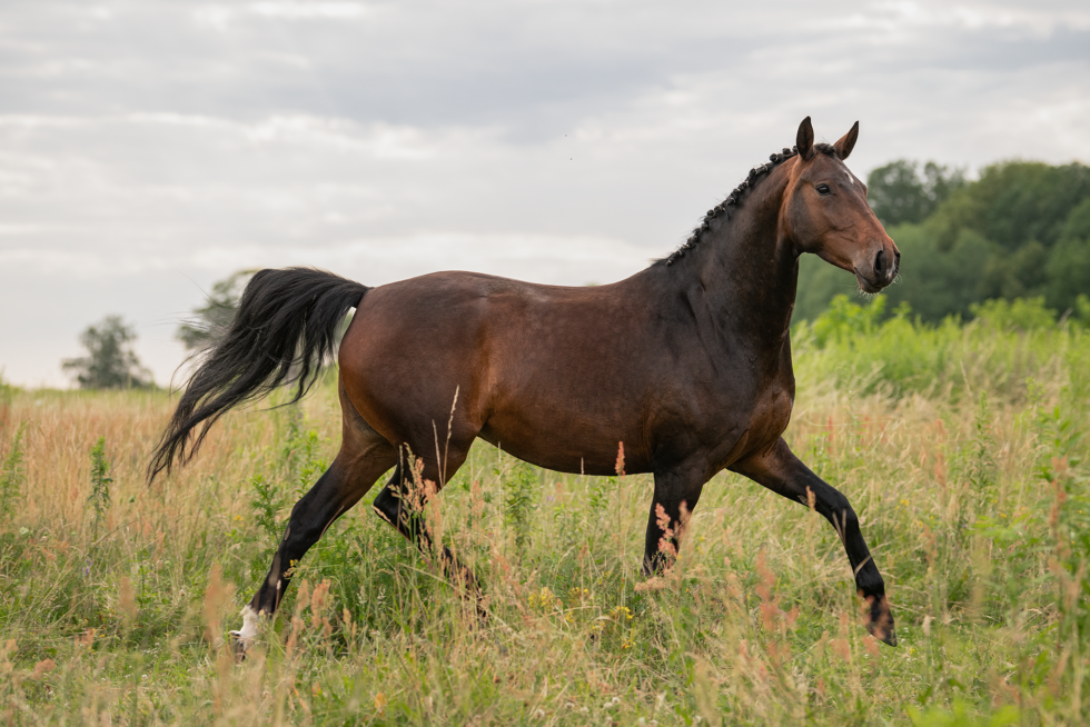 Pferdefotoshooting, Brandenburg
