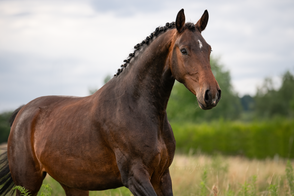 Pferdefotoshooting, Brandenburg