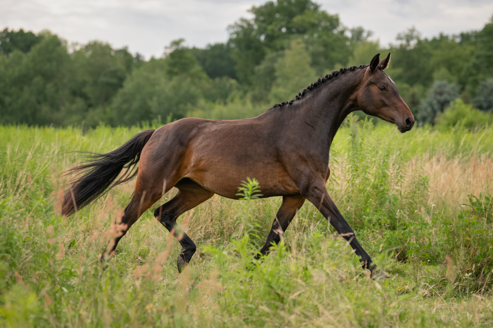 Pferdefotoshooting, Brandenburg