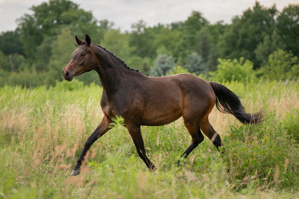 Pferdefotoshooting, Brandenburg