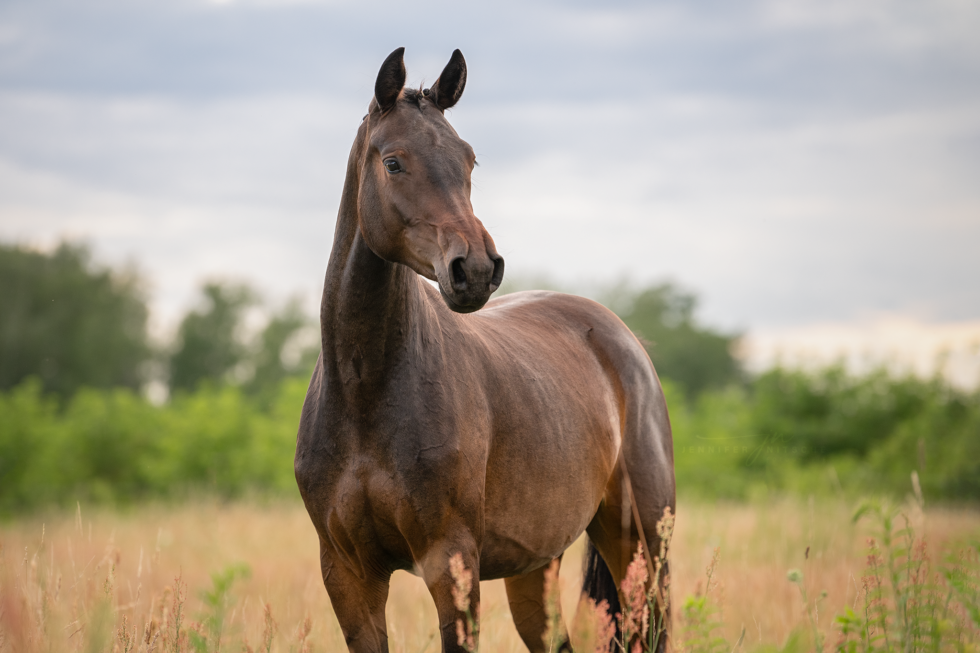 Pferdefotoshooting, Brandenburg