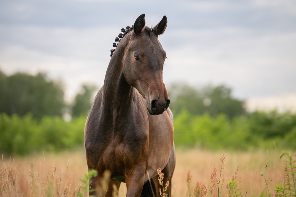 Pferdefotoshooting, Brandenburg