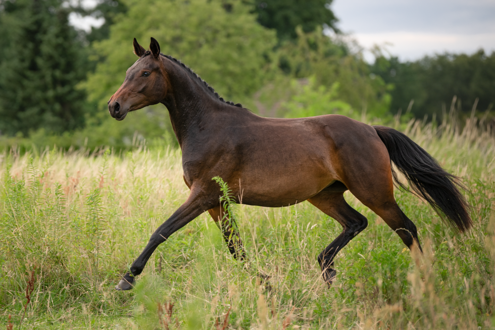 Pferdefotoshooting, Brandenburg