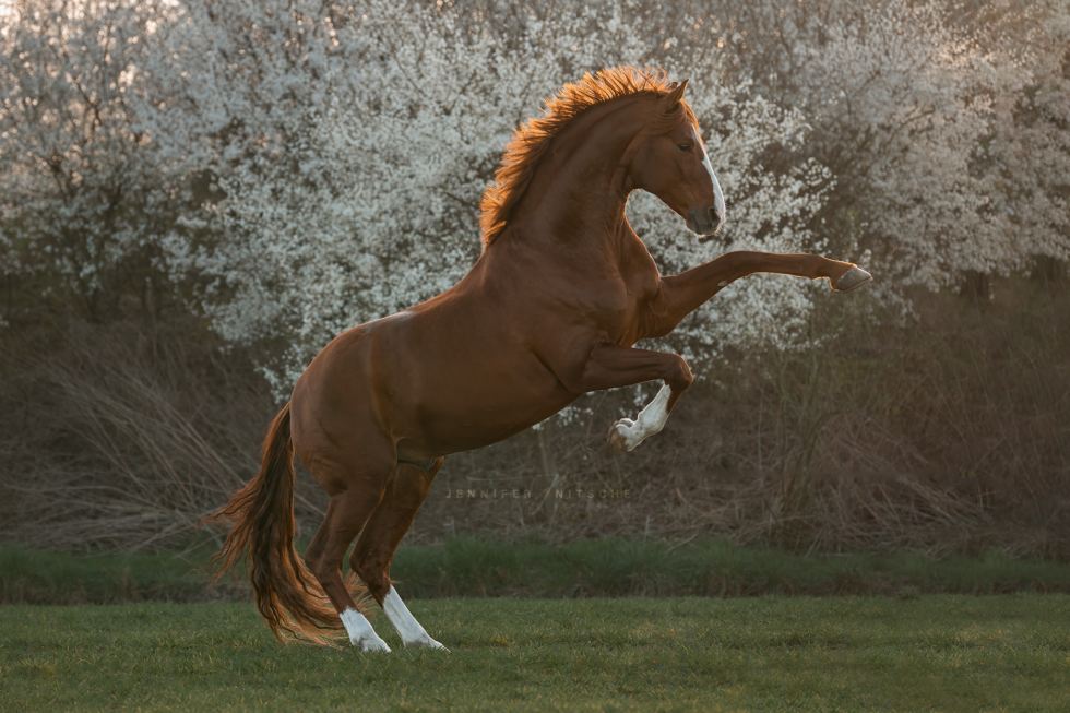 Pferdefotografie, Brandenburg