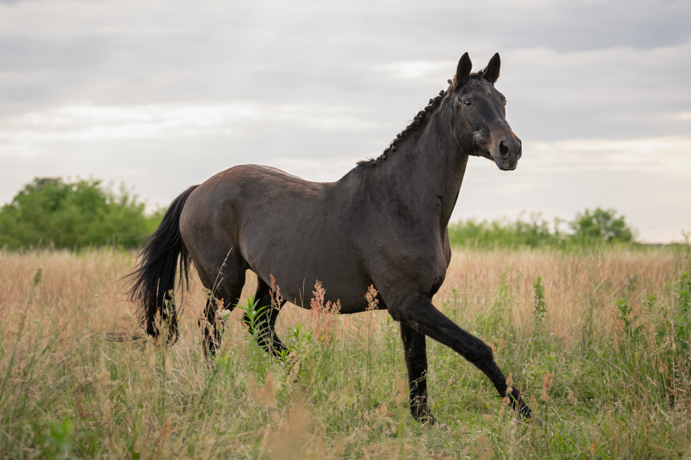Pferdefotoshooting, Brandenburg