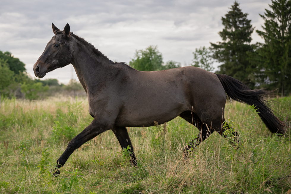 Pferdefotoshooting, Brandenburg
