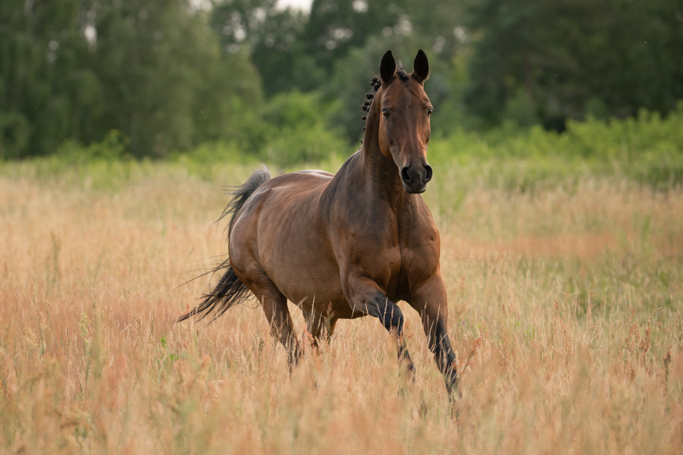 Pferdefotoshooting, Brandenburg