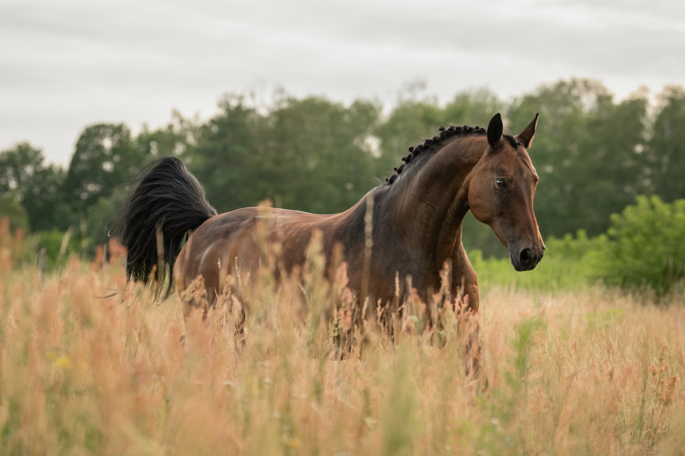 Pferdefotoshooting, Brandenburg