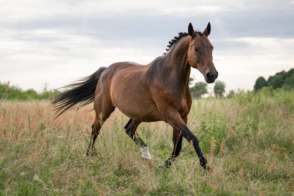Pferdefotoshooting, Brandenburg