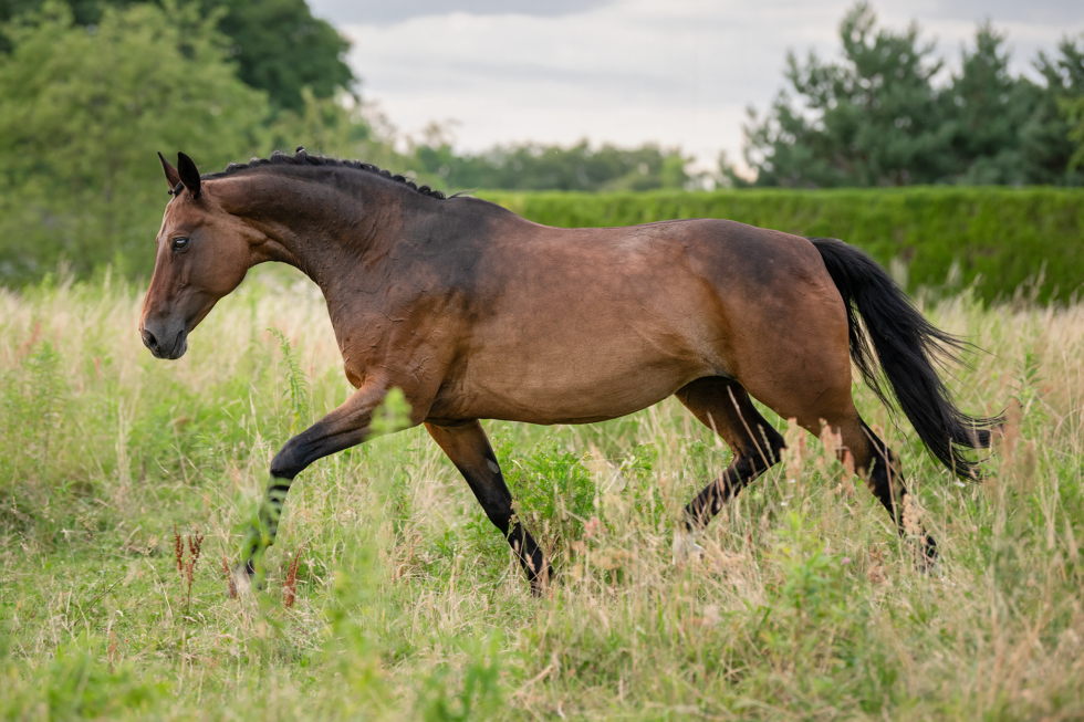 Pferdefotoshooting, Brandenburg