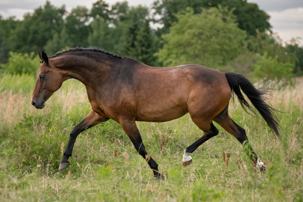 Pferdefotoshooting, Brandenburg