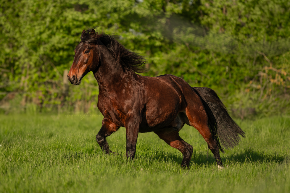 Pferdefotografie, Berlin Rudow