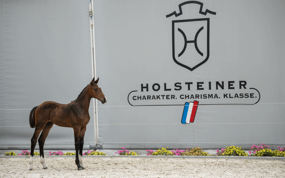 Fohlenschau vom Holsteiner Verband in Polen
