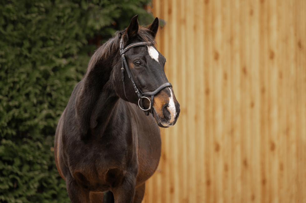 Naomi, dunkelbraune Stute