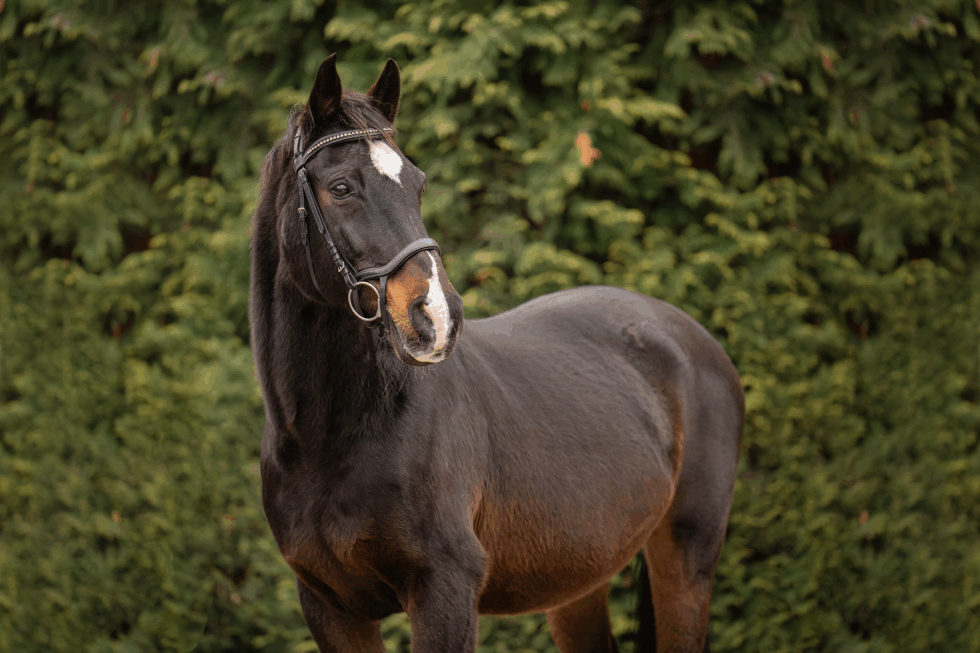 Naomi, dunkelbraune Stute