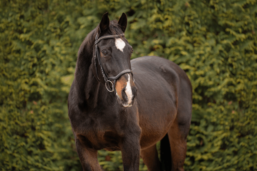 Naomi, dunkelbraune Stute