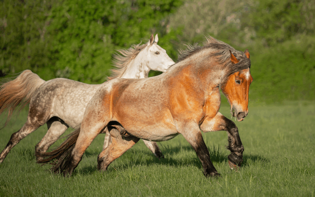 Anweiden 2025 – Reitstall Gericke