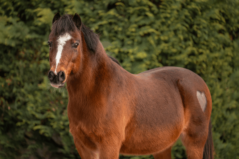 Hellbrauner Wallach Saschi