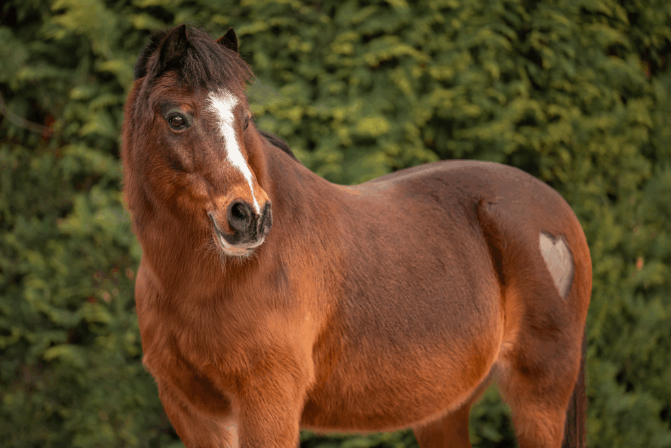 Hellbrauner Wallach Saschi