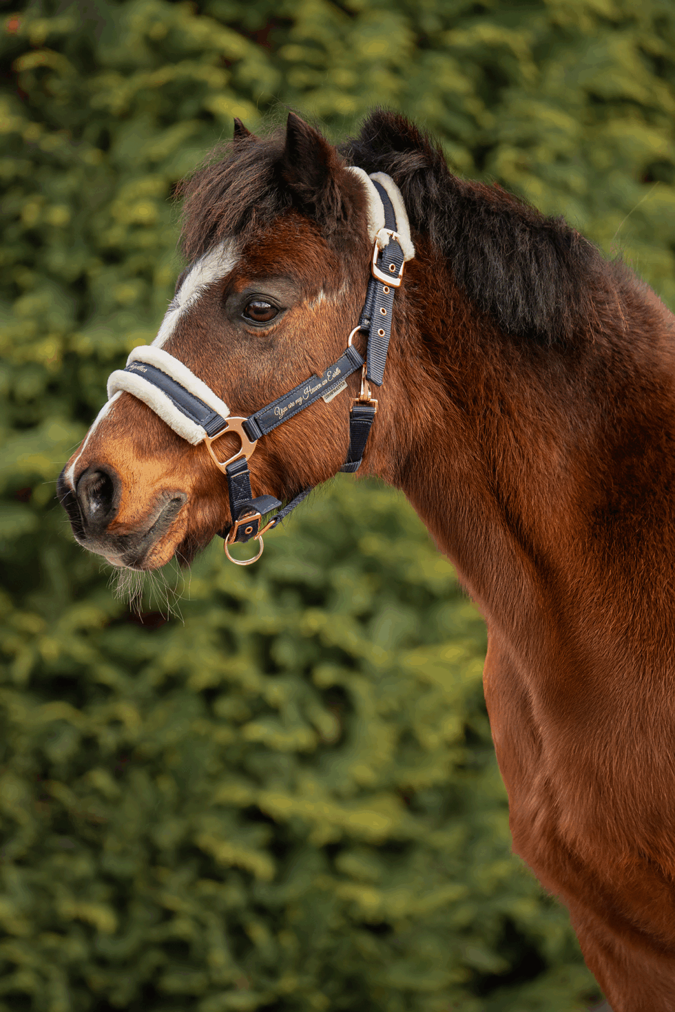 Hellbrauner Wallach Saschi