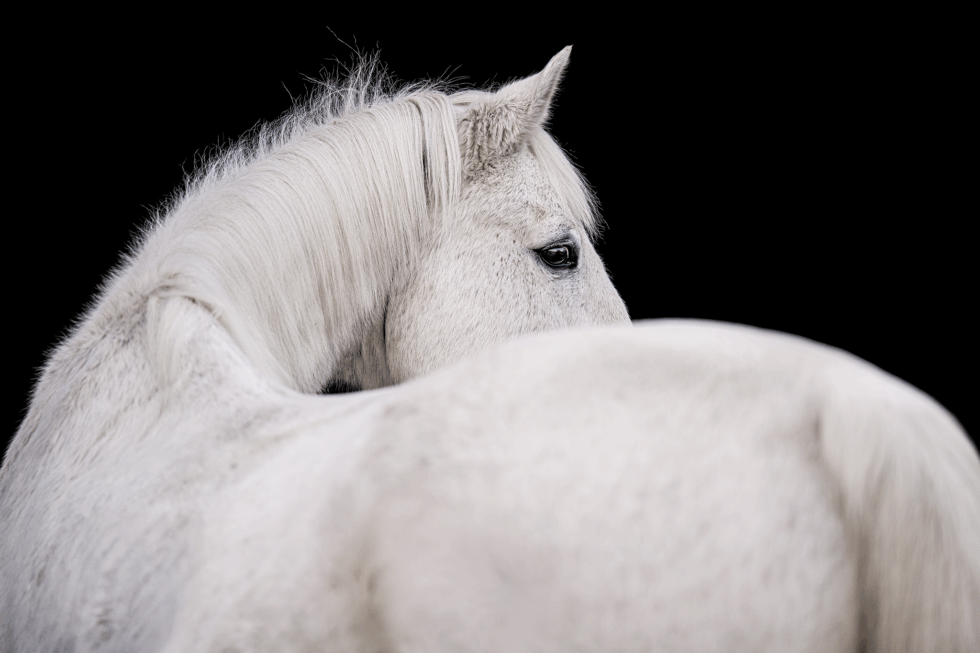 Schimmel Wallach Lorando