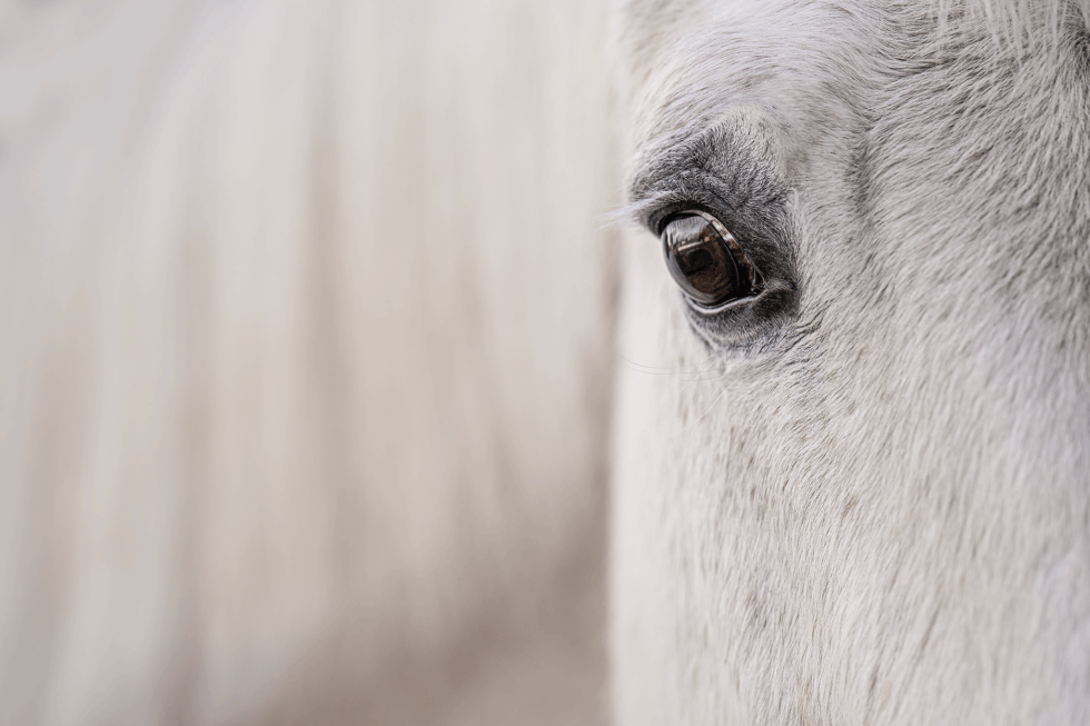 Schimmel Wallach Lorando