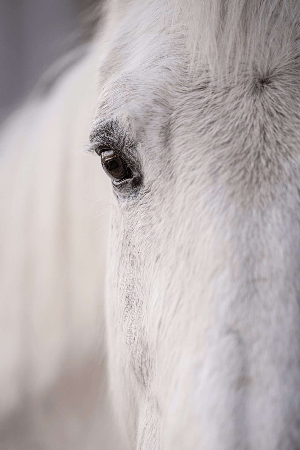 Schimmel Wallach Lorando