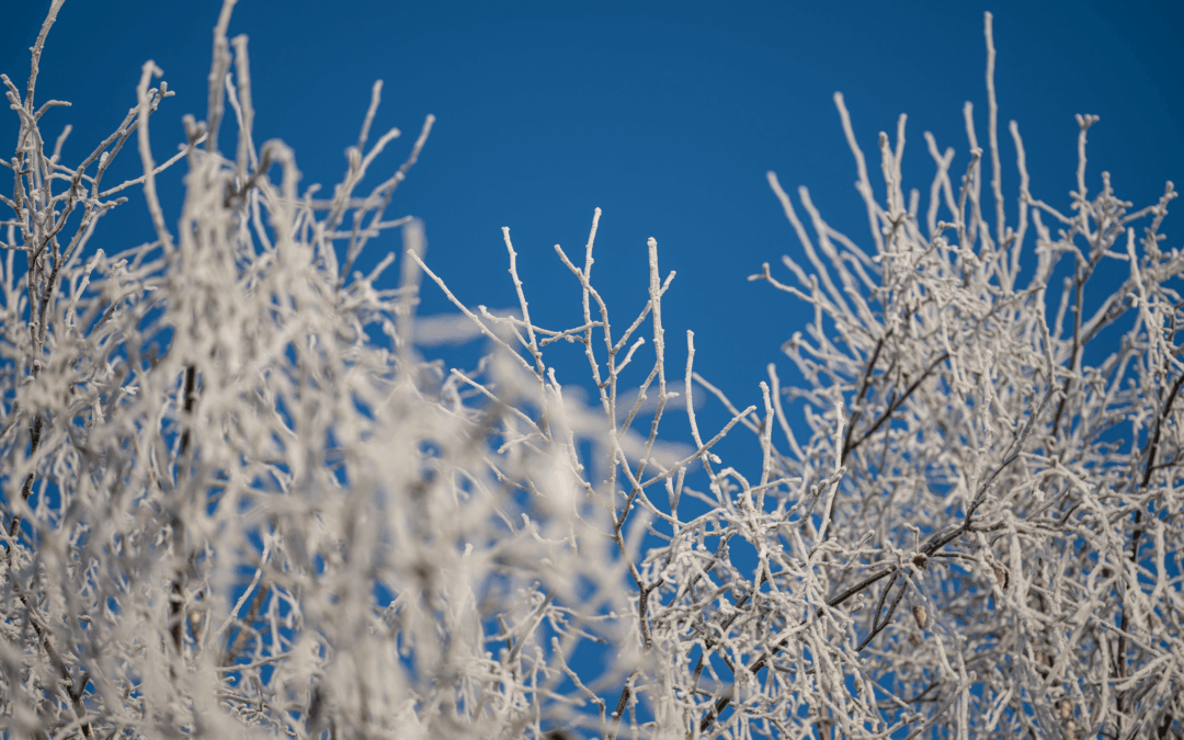 Winterliche Natur