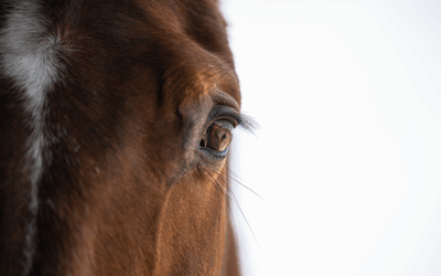 Silvesters Auge