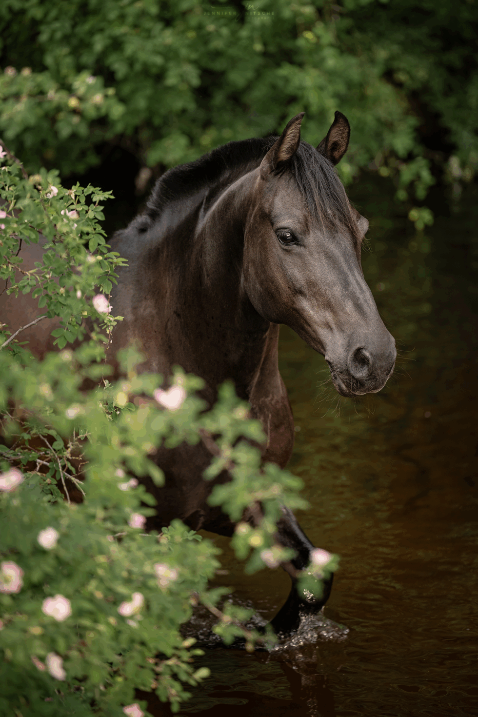 Pferd Huzi steht in Brandenburg im Fluss