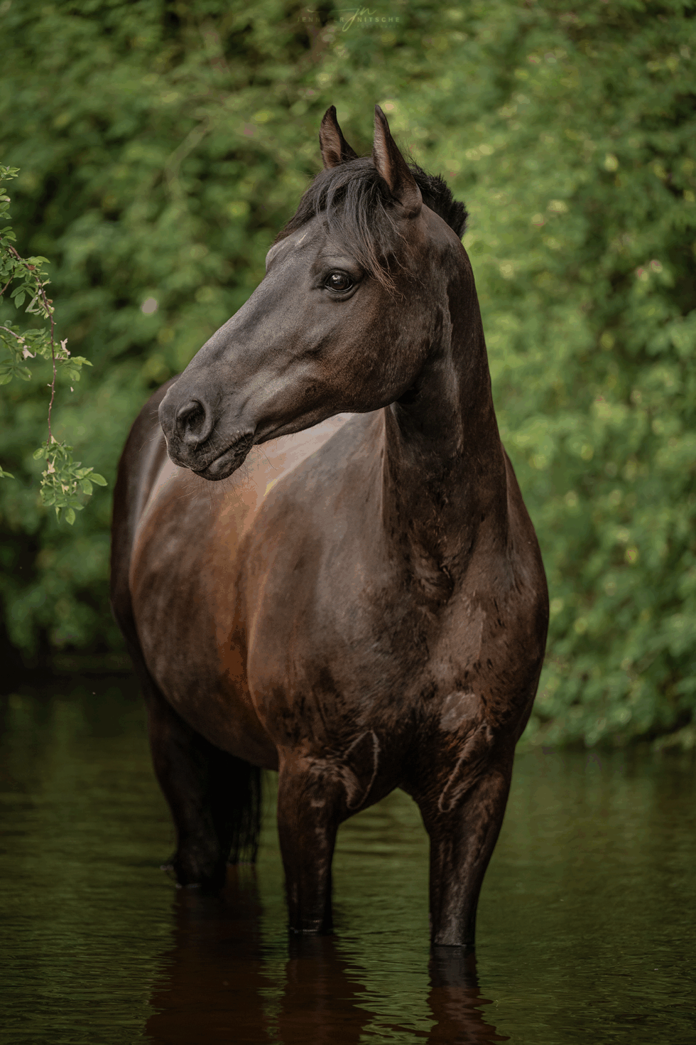 Pferd Huzi steht in Brandenburg im Fluss