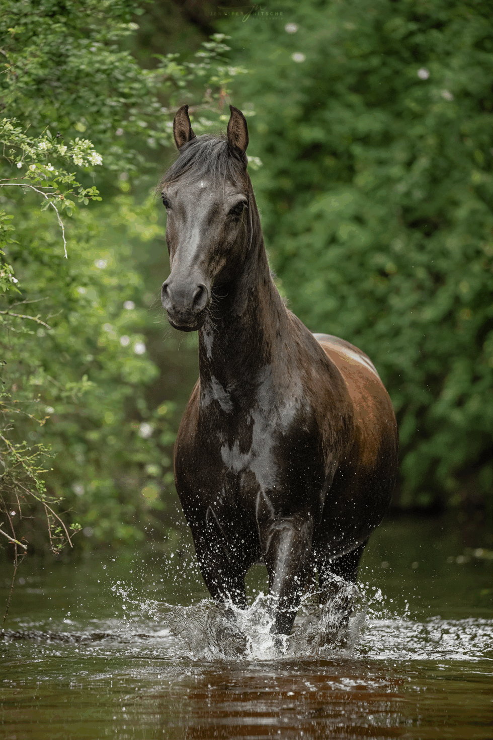 Pferd Huzi läuft in Brandenburg durchs Wasser