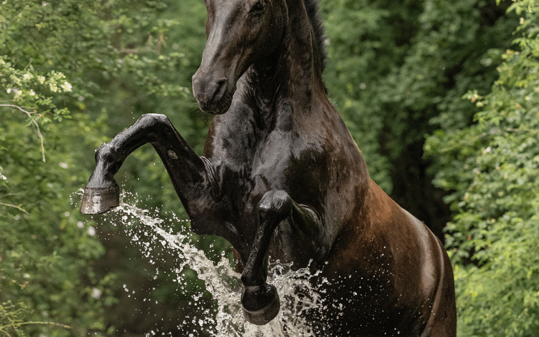 Huzi das Wasserpferd