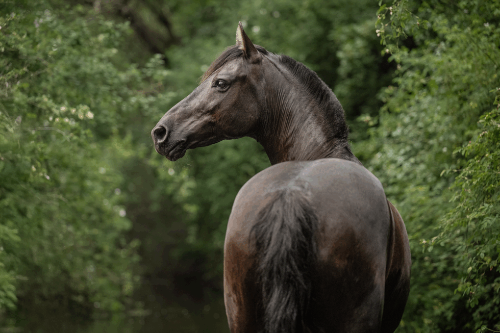Pferdefotografie Huzi in Berlin & Brandenburg