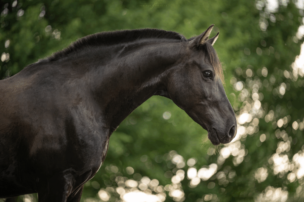 Pferdefotografie Huzi in Berlin & Brandenburg
