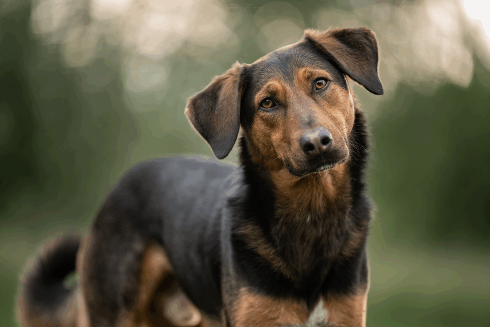 Mischlingsrüde vor schönem Bokeh in Berlin & Brandenburg