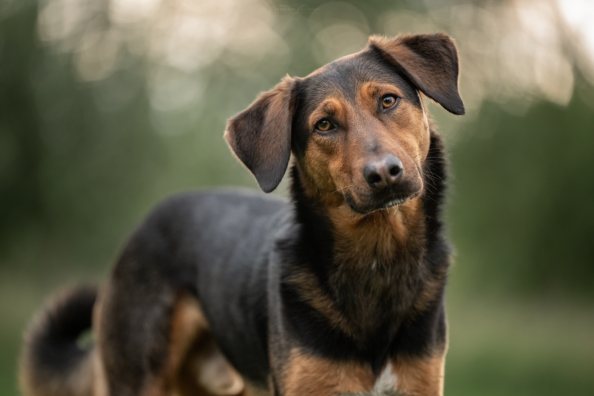 Hundeporträt Leo in Berlin & Brandenburg